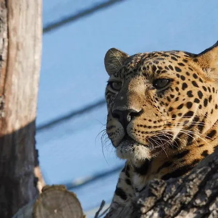 Dunaj 2 Dunaszerdahely